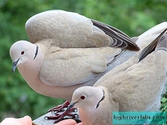 https://img.highriverlabs.com/img/animalrea-2019/gorlica-vsem-izvestnij-golub.jpg